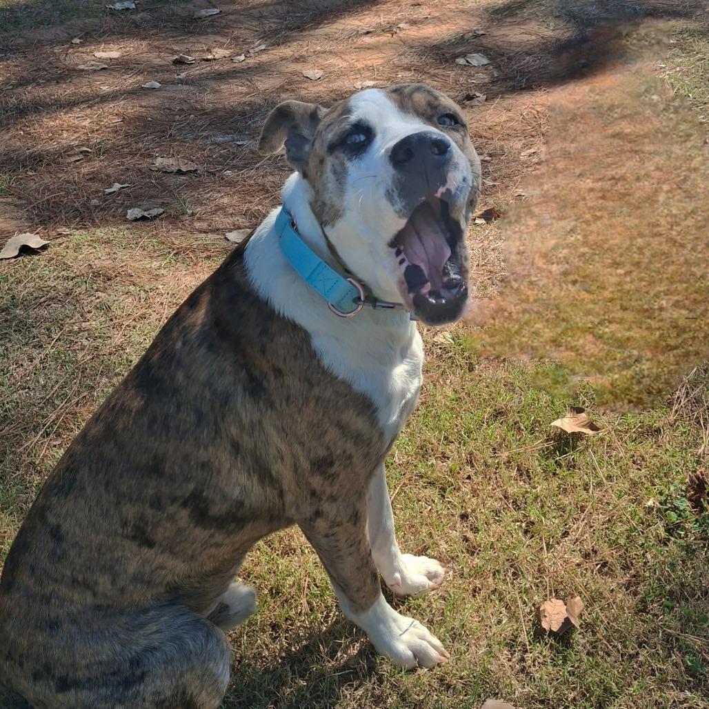 Enlarge Dollar S1, a Adoptable mixed breed in Natchitoches, LA image 4/6