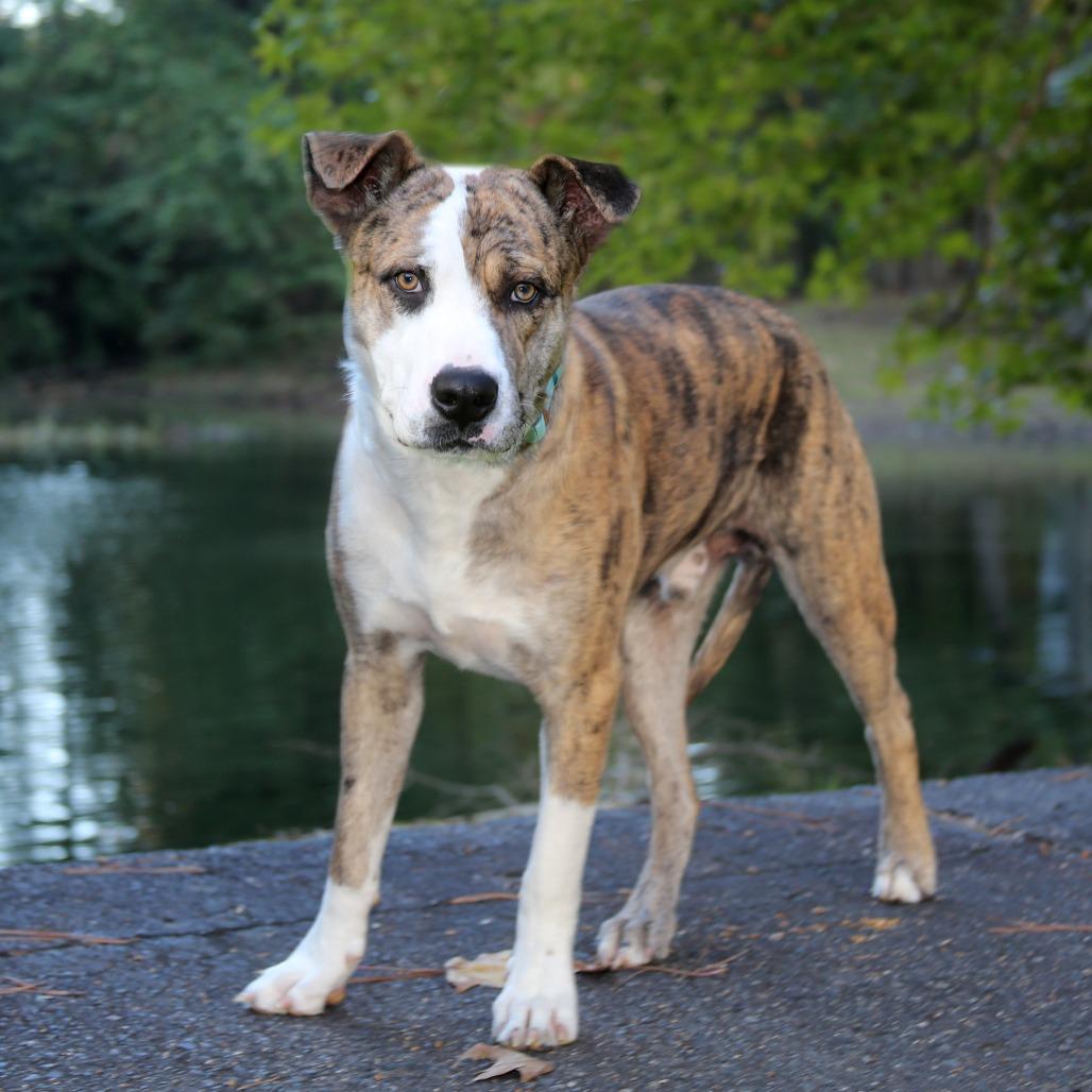 Enlarge Dollar S1, a Adoptable mixed breed in Natchitoches, LA image 6/6