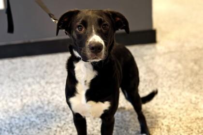 Daphne — thumbnail 3