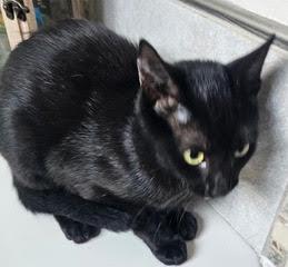 KITTEN MAIZEY, Adoptable, Kitten Female Domestic Short Hair.