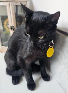 Enlarge KITTEN MAIZEY, a Adoptable Domestic Short Hair in Franklin, TN image 2/3