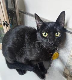 KITTEN MAIZEY, Adoptable, Kitten Female Domestic Short Hair.