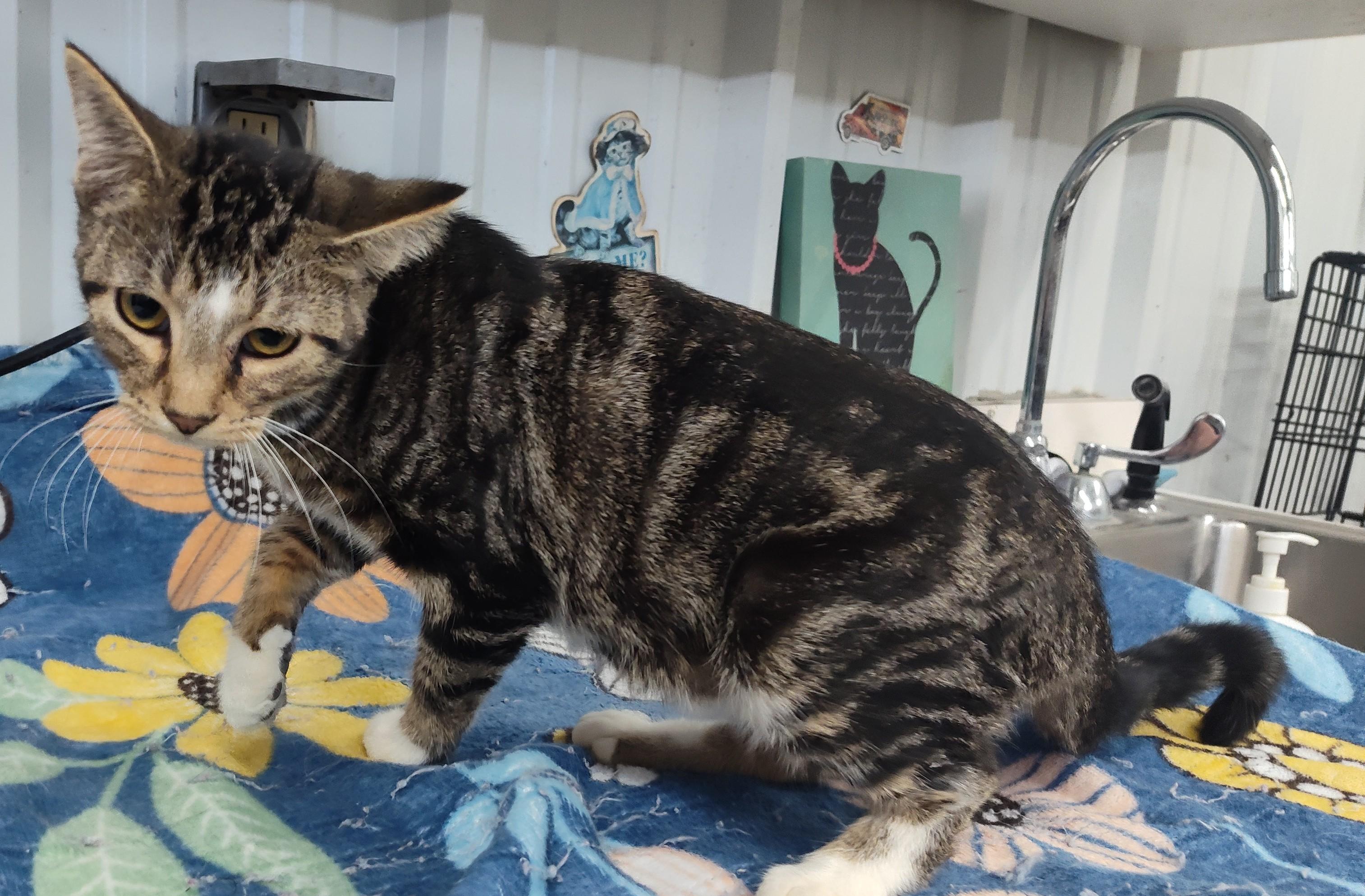 Enlarge TYCO, a Adoptable Tabby in Claremore, OK image 1/1