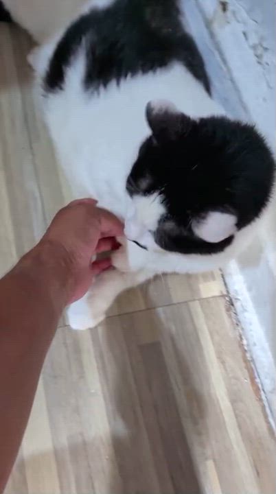 Enlarge Kitty, a ADOPTABLE Domestic Short Hair in New York, NY video 1/1