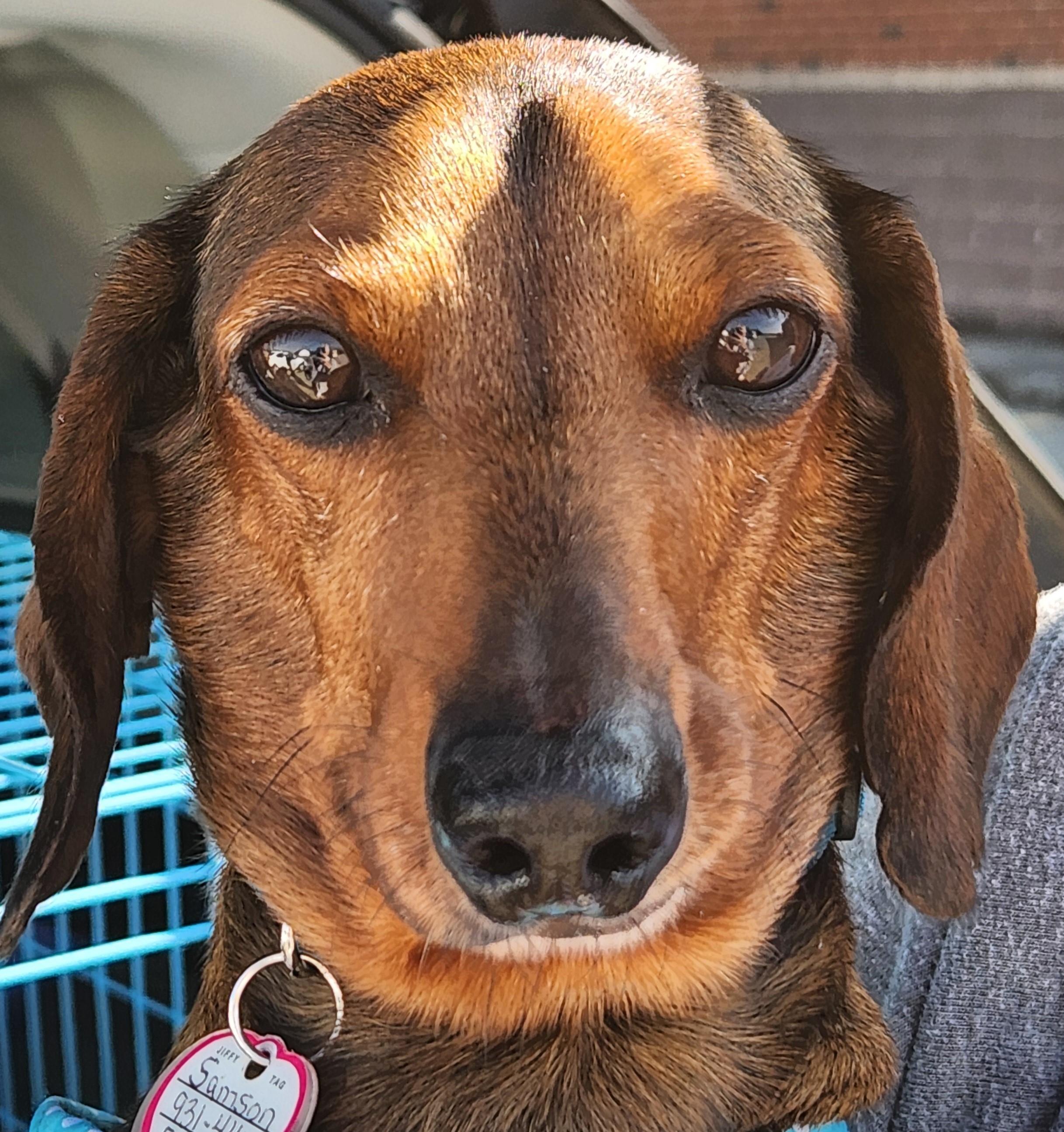 Samson in TN, a ADOPTABLE Dachshund in Shelbyville, TN image 3/5
