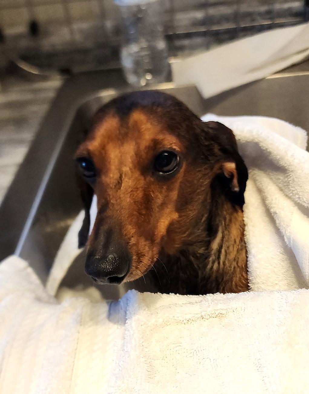 Samson in TN, a ADOPTABLE Dachshund in Shelbyville, TN image 4/5