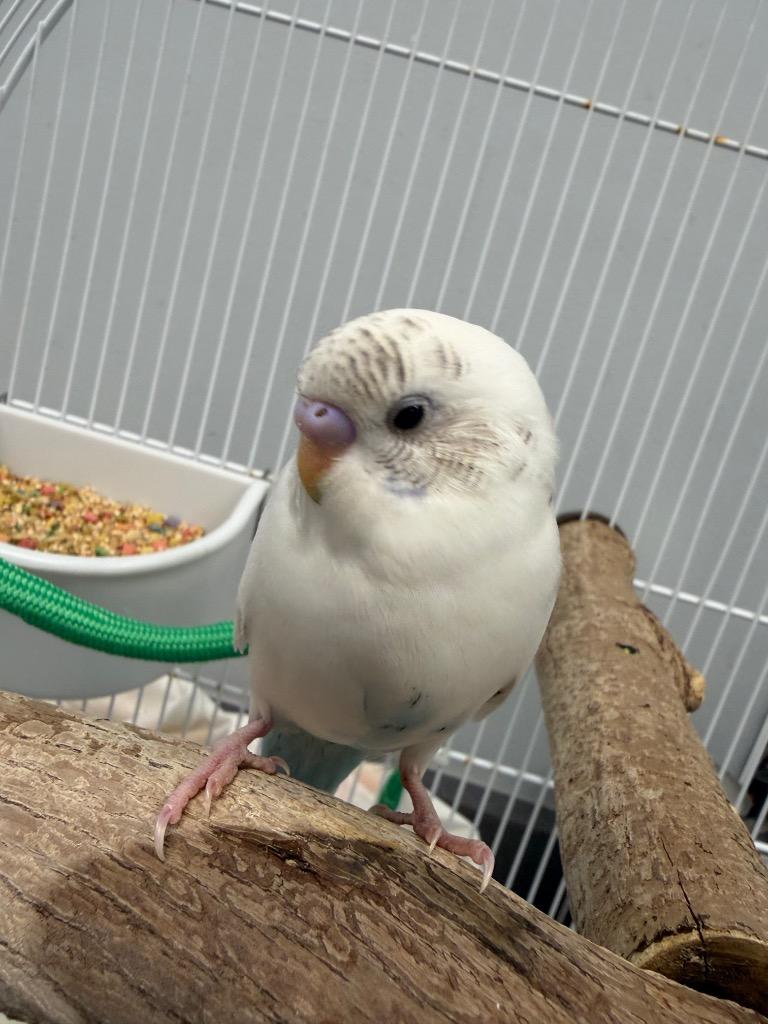 Enlarge The Word, a Adoptable Parakeet (Other) in Bloomington, IN image 1/1