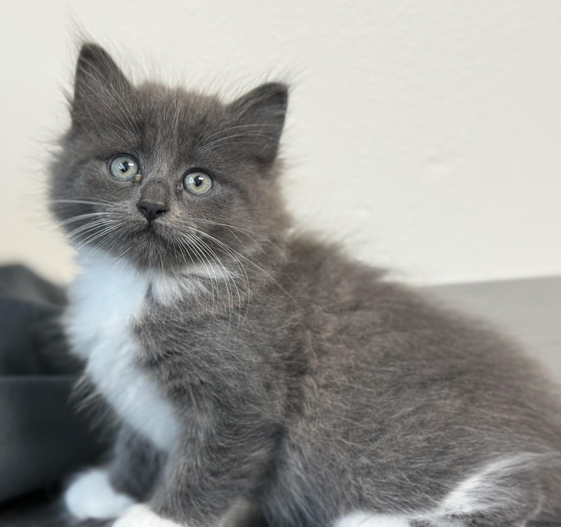 Cashew Kitten, adopted, Kitten Female Domestic Long Hair.