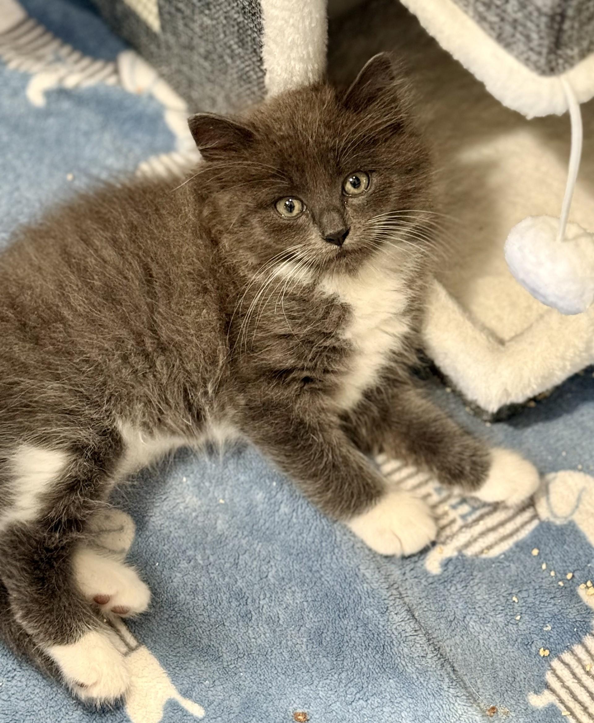 Cashew Kitten, an adopted Domestic Long Hair in Los Alamitos, CA image 3/6