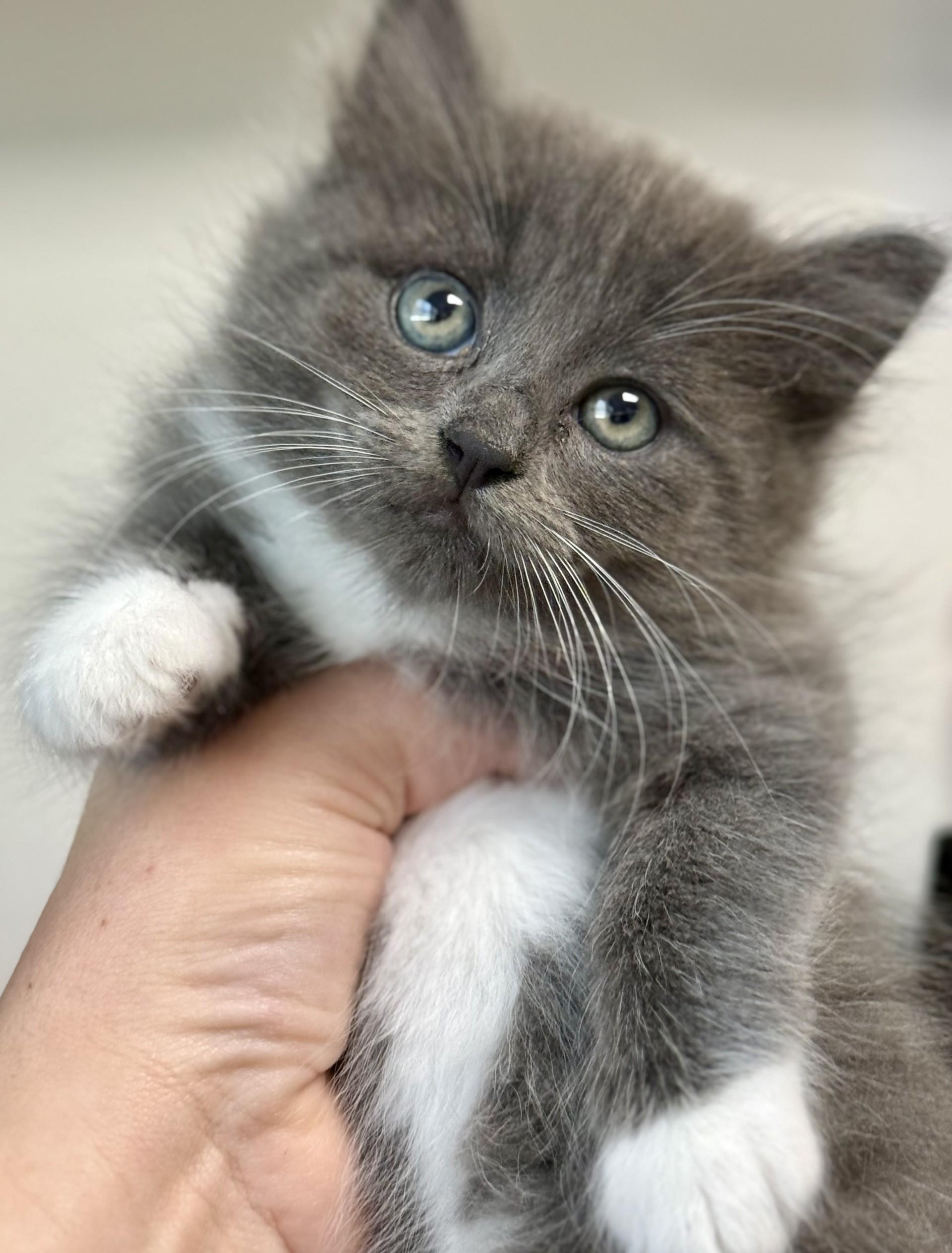 Cashew Kitten, an adopted Domestic Long Hair in Los Alamitos, CA image 6/6