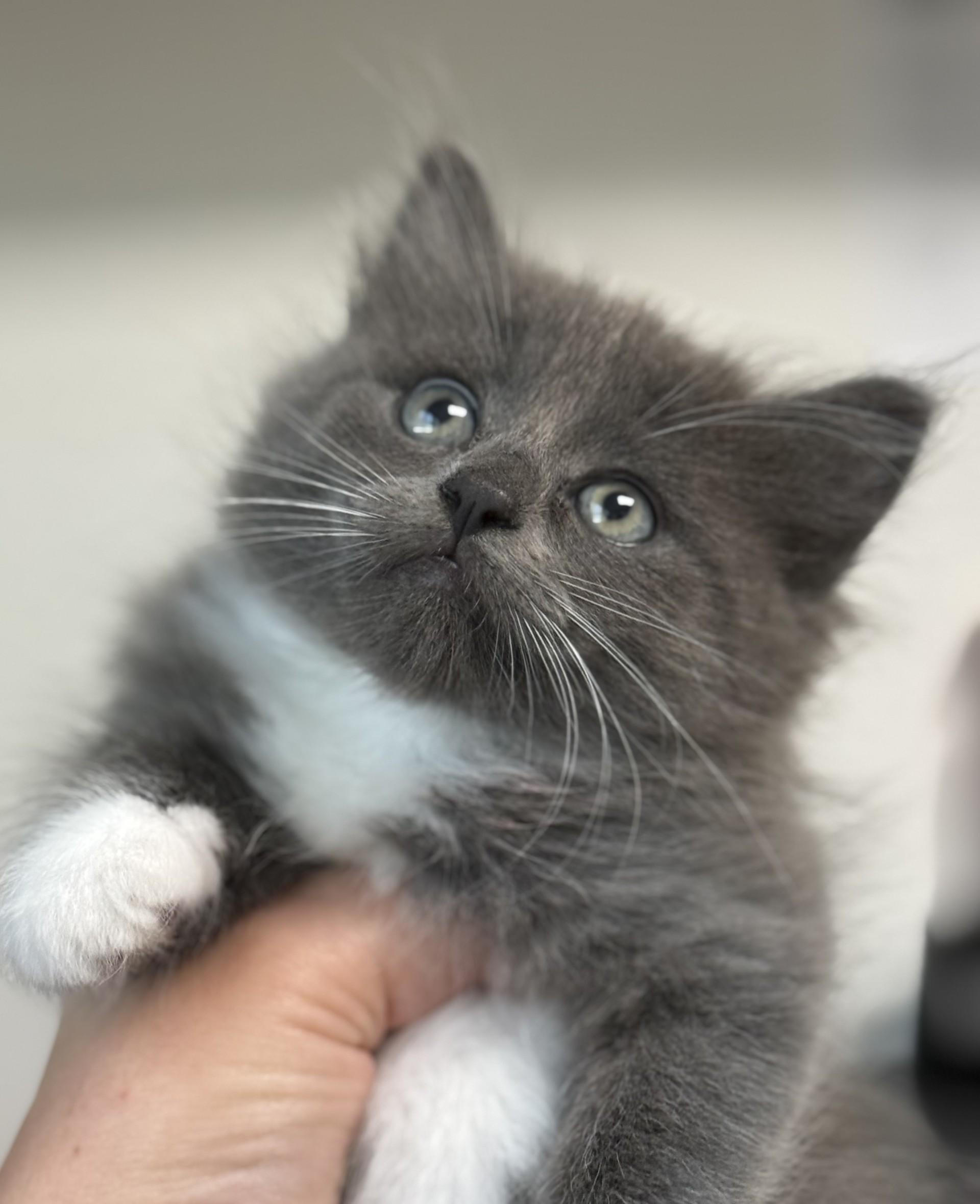 Cashew Kitten, an adopted Domestic Long Hair in Los Alamitos, CA image 4/6