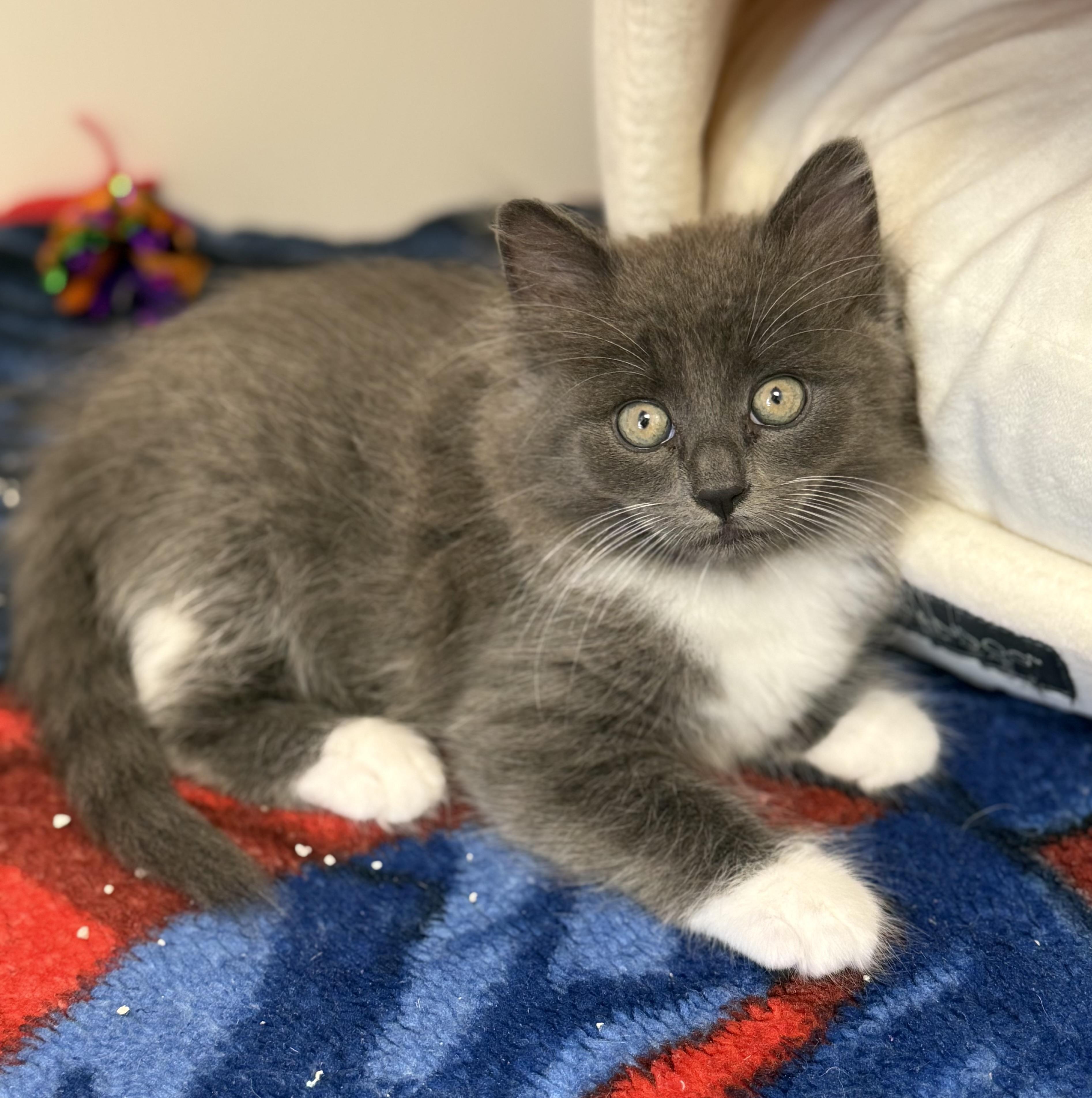 Cashew Kitten, an adopted Domestic Long Hair in Los Alamitos, CA image 2/6