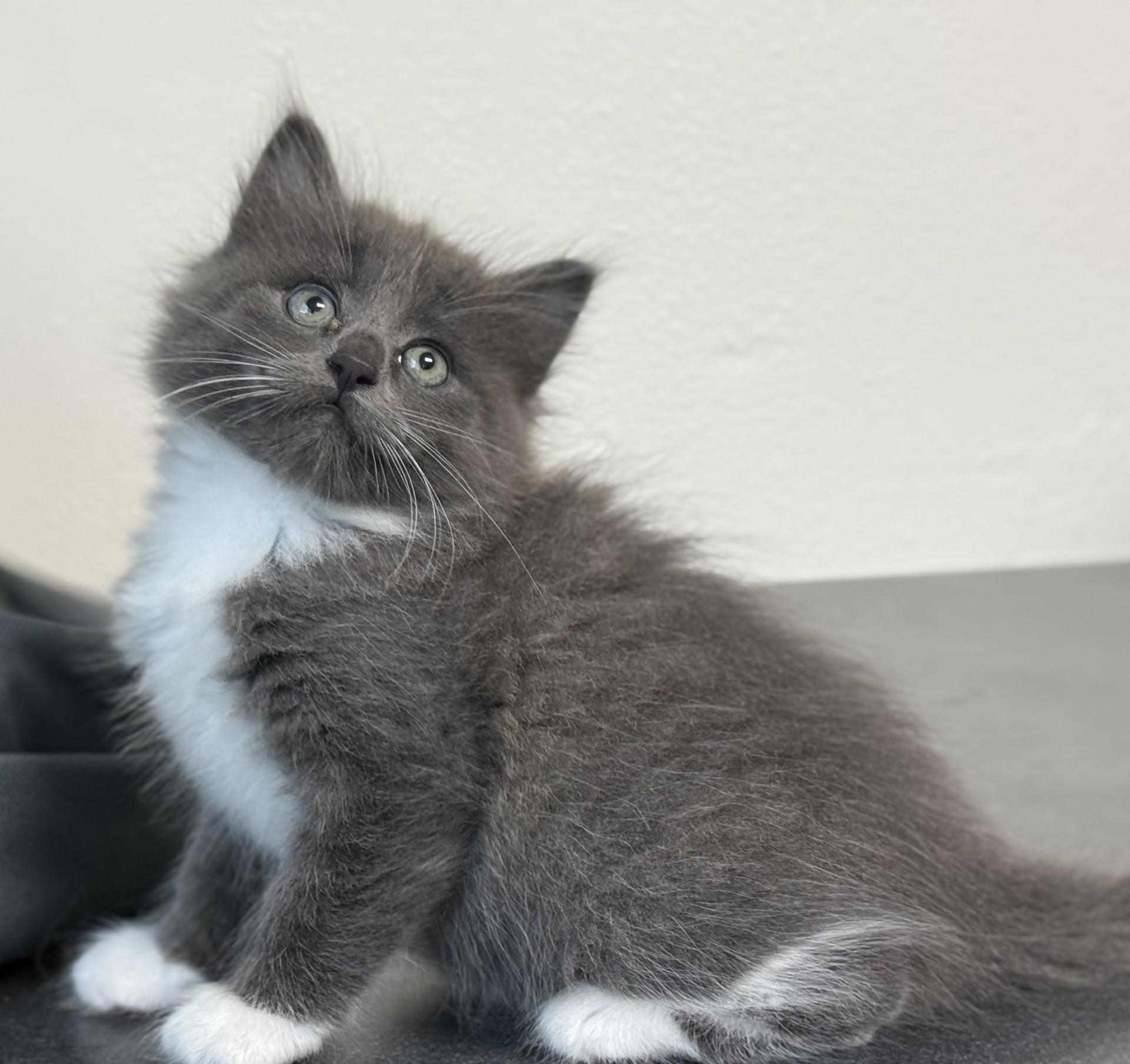 Cashew Kitten, an adopted Domestic Long Hair in Los Alamitos, CA image 5/6