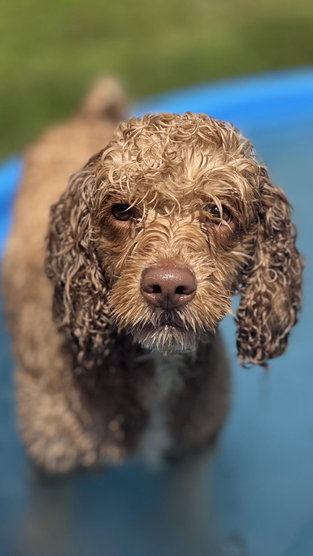 Enlarge Cavi, a ADOPTABLE mixed breed in Woodlawn, TN image 2/4