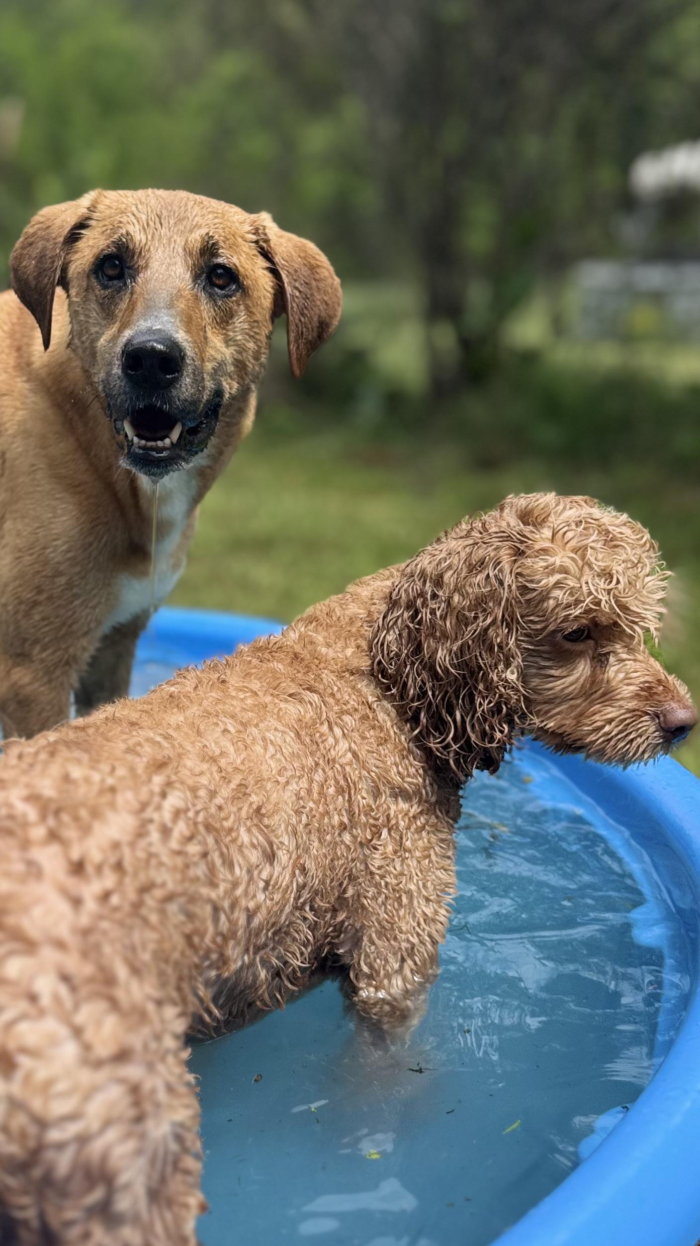 Enlarge Cavi, a ADOPTABLE mixed breed in Woodlawn, TN image 4/4