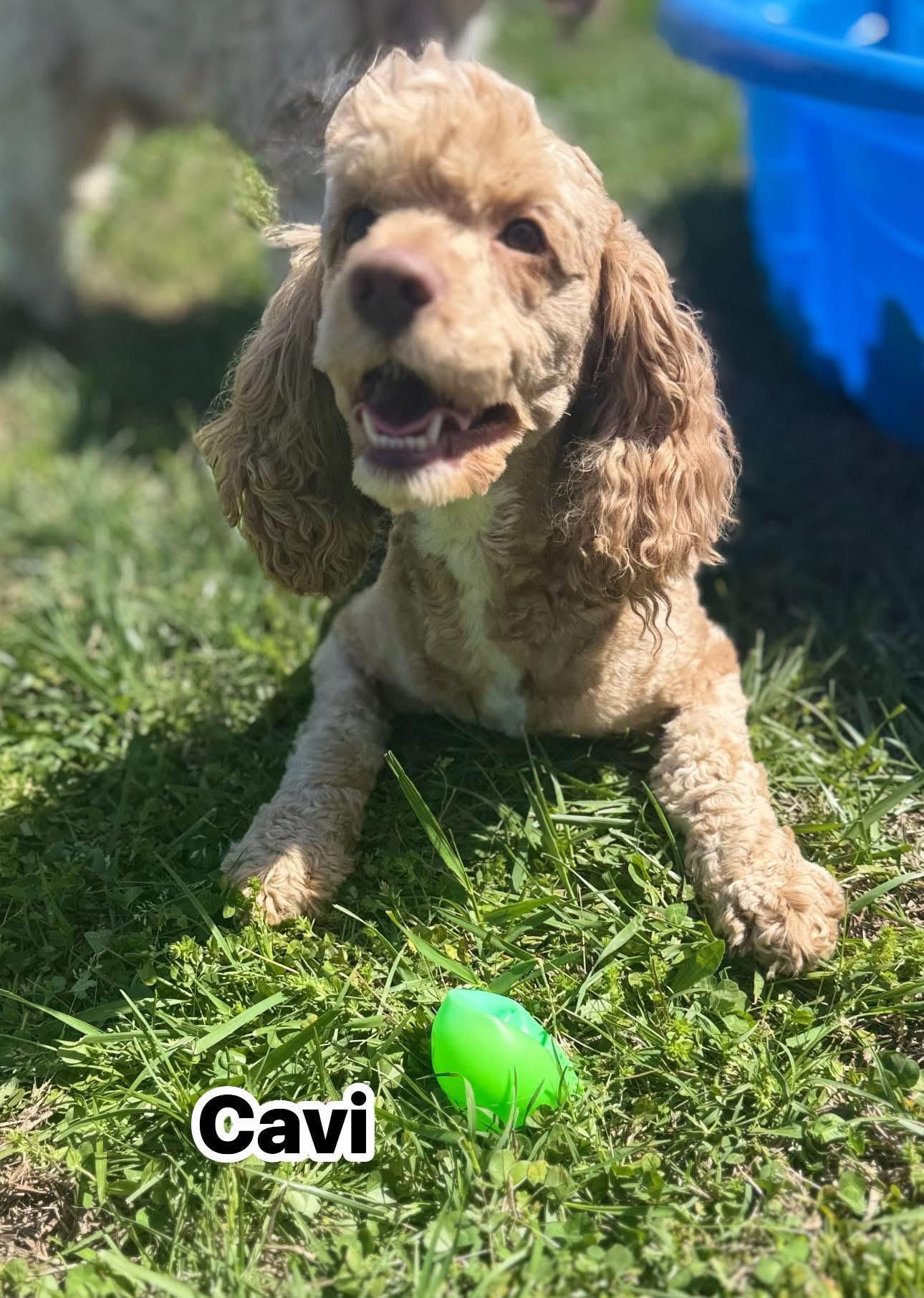 Enlarge Cavi, a ADOPTABLE mixed breed in Woodlawn, TN image 3/4