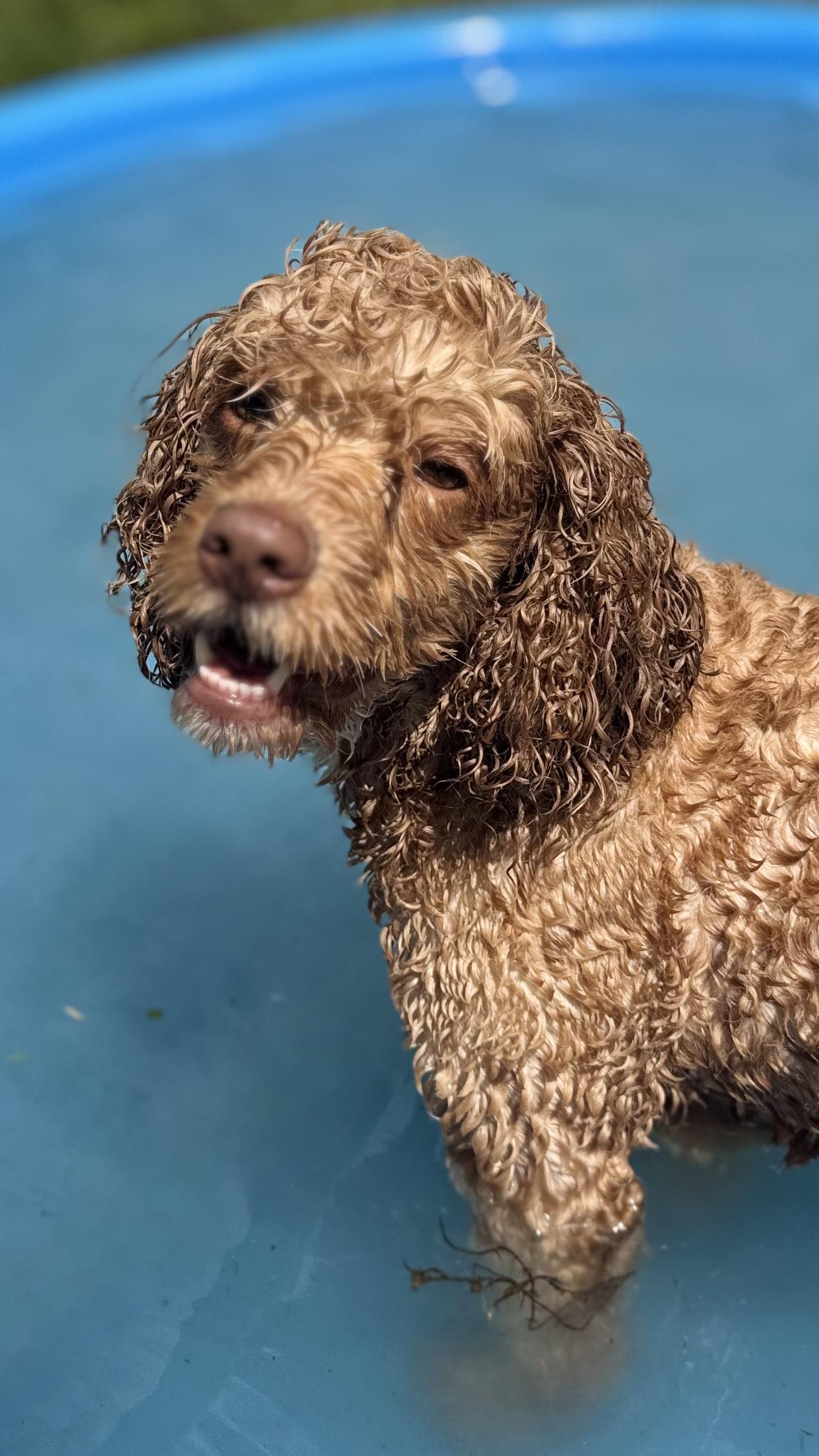 Cavi, ADOPTABLE, Adult Male Cavalier King Charles Spaniel.