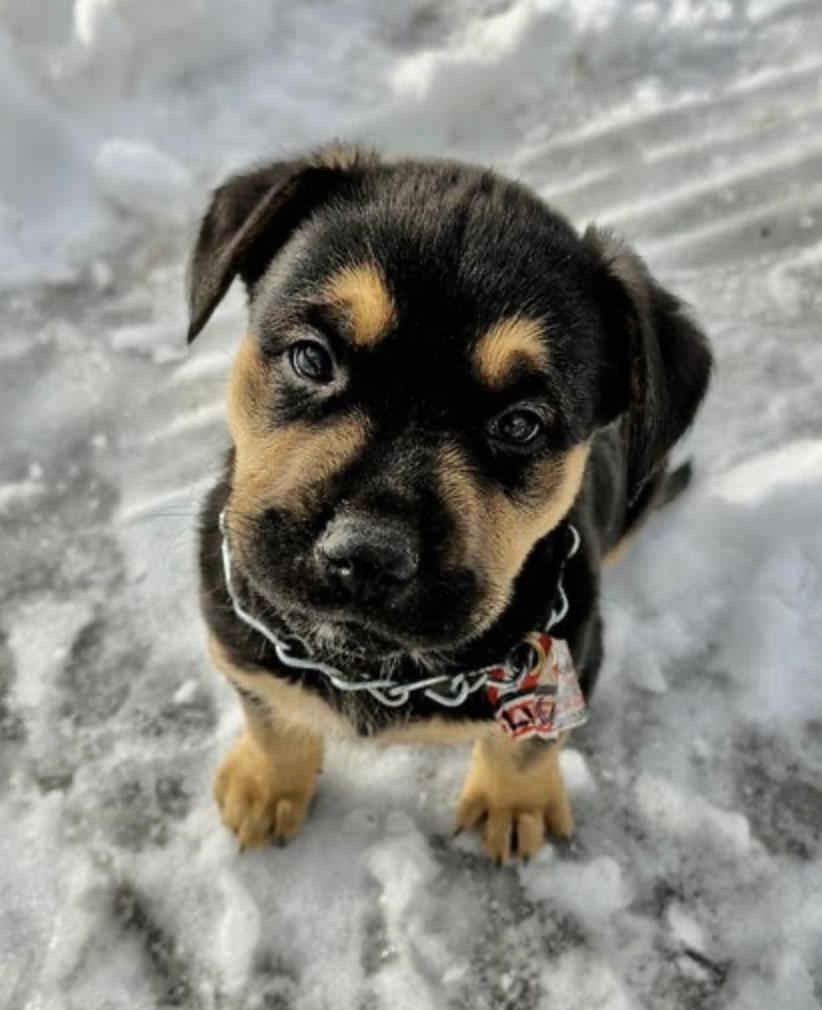 Lincoln, a ADOPTABLE mixed breed in Calgary, AB image 1/3