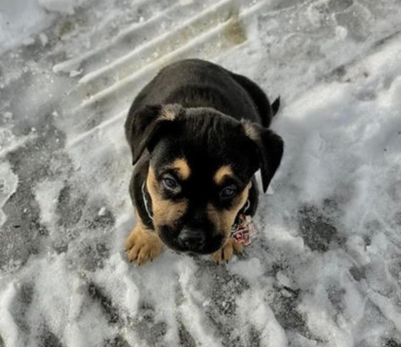 Lincoln, a ADOPTABLE mixed breed in Calgary, AB image 2/3