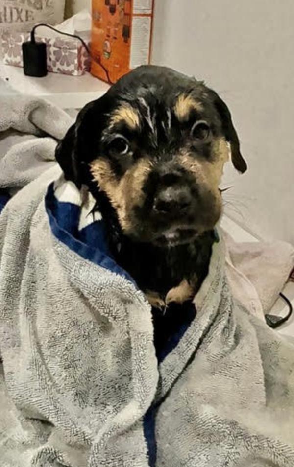 Lincoln, a ADOPTABLE mixed breed in Calgary, AB image 3/3