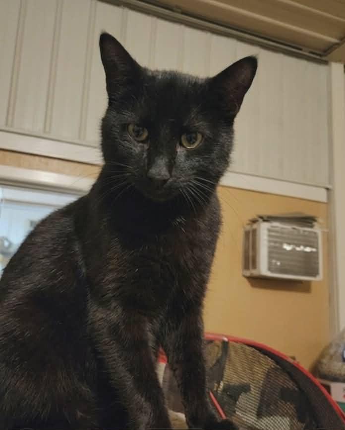 Enlarge Umbreon, a Adoptable mixed breed in Olney, IL image 1/1