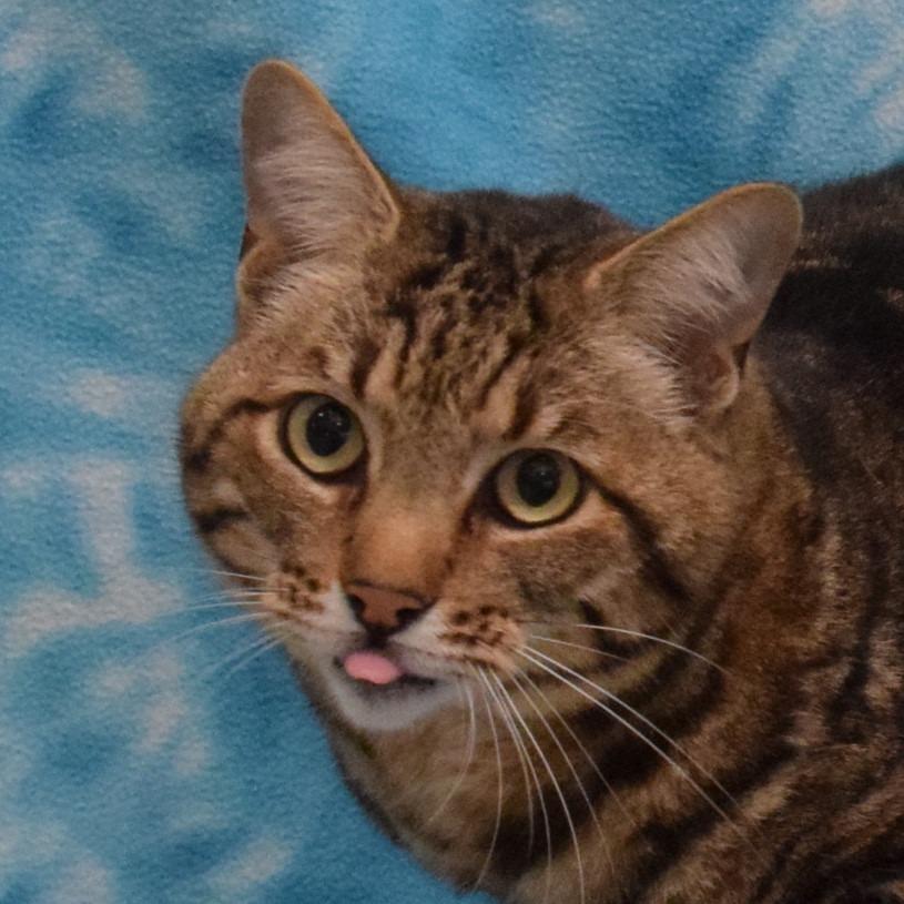 Lovebug, Adoptable, Adult Female Domestic Short Hair.