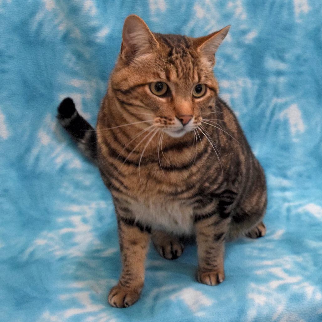 Enlarge Lovebug, a Adoptable Domestic Short Hair in Eureka, CA image 2/3