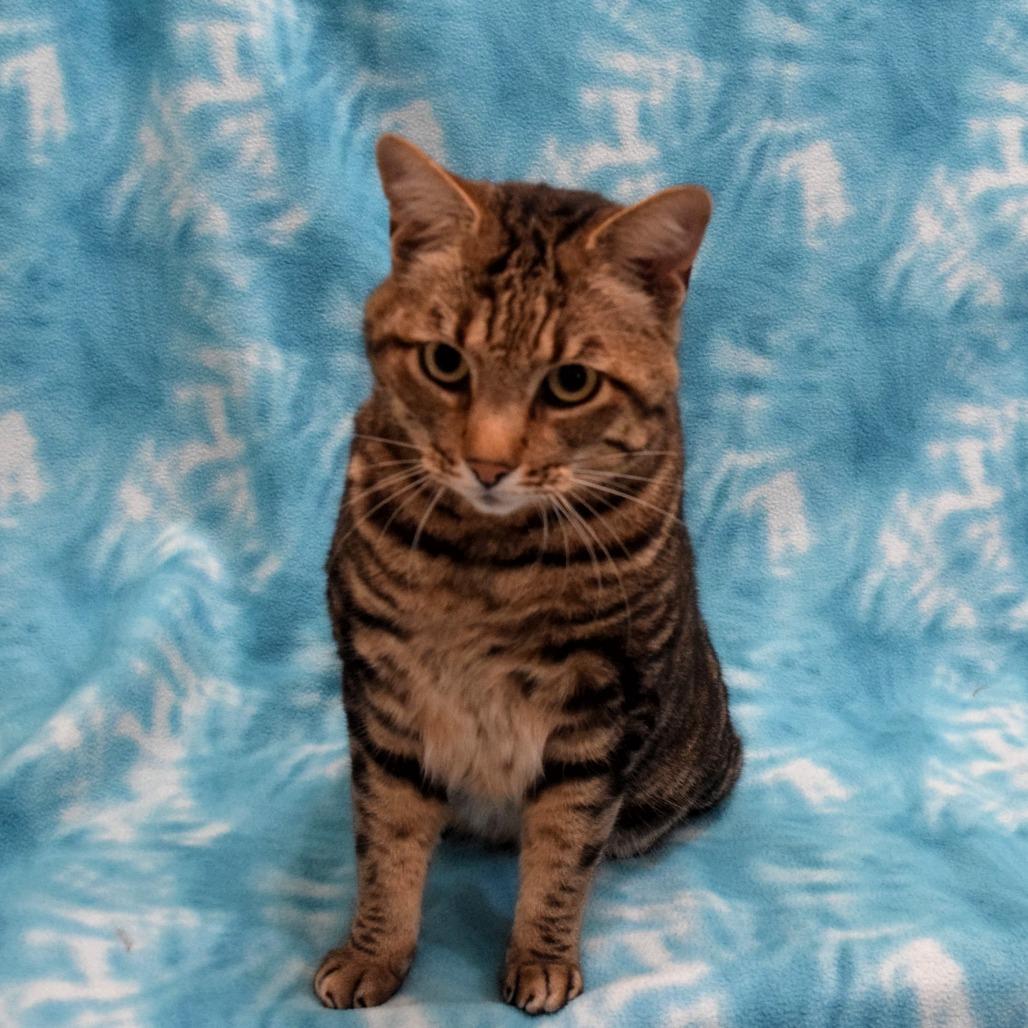 Enlarge Lovebug, a Adoptable Domestic Short Hair in Eureka, CA image 3/3