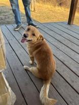 Abe, an adoptable Corgi in Madras, OR, 97741 | Photo Image 5