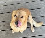 Abe, an adoptable Corgi in Madras, OR, 97741 | Photo Image 2