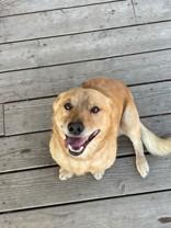 Abe, an adoptable Corgi in Madras, OR, 97741 | Photo Image 3