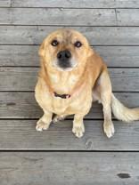 Abe, an adoptable Corgi in Madras, OR, 97741 | Photo Image 4