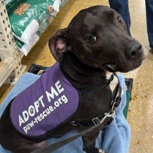 Dobby (Courtesy Listing), Adoptable, Adult Male Pit Bull Terrier.