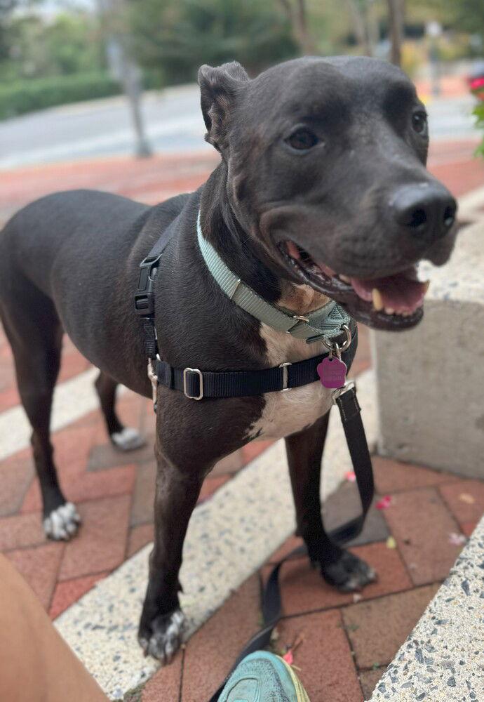 Enlarge Dobby (Courtesy Listing), a Adoptable Pit Bull Terrier in Spotsylvania, VA image 2/3
