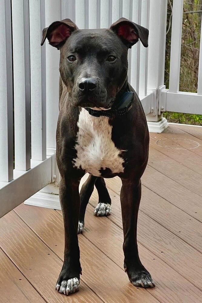 Enlarge Dobby (Courtesy Listing), a Adoptable Pit Bull Terrier in Spotsylvania, VA image 3/3