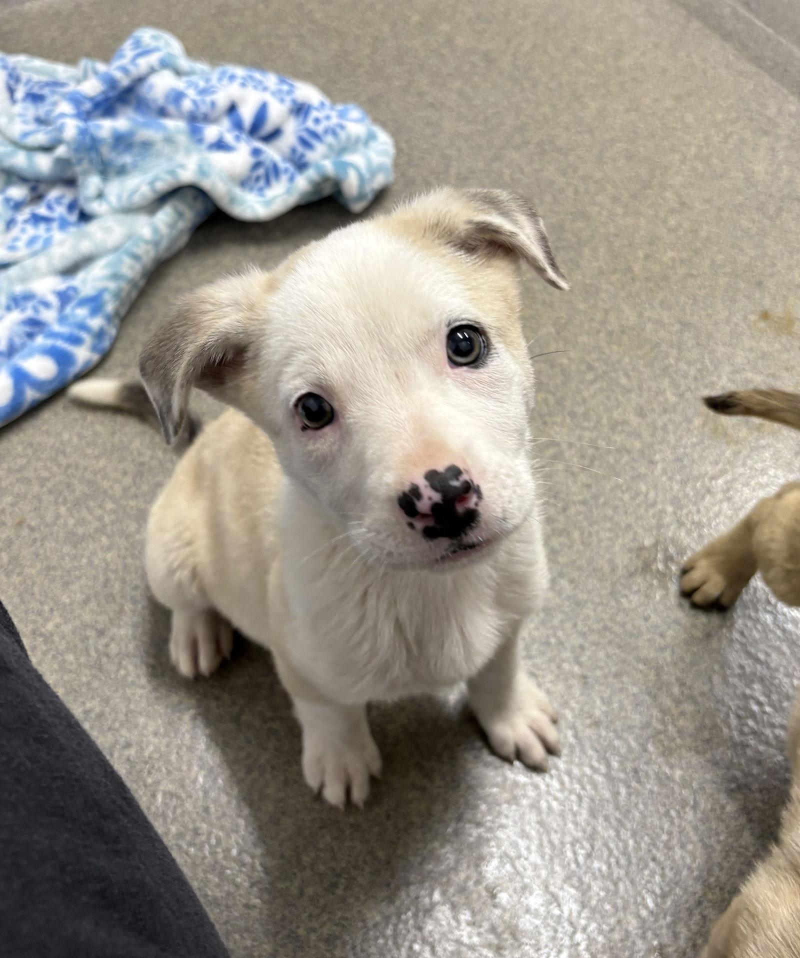 Leilei 2 months, Adopted, Young Female Mixed Breed.