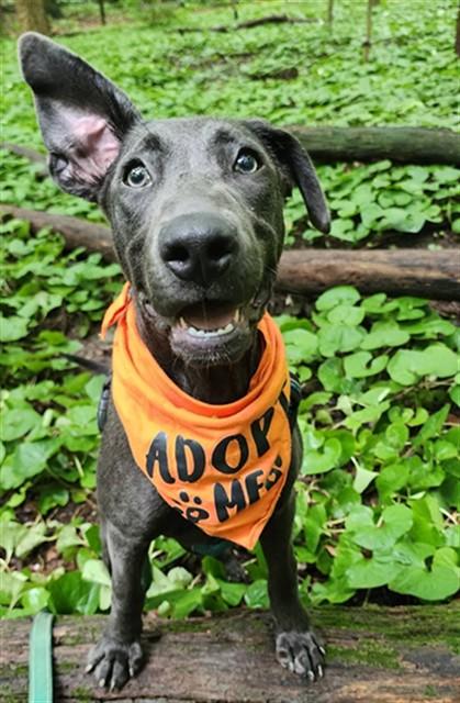 FIREFLY, Adoptable, Puppy Female Pit Bull Terrier.