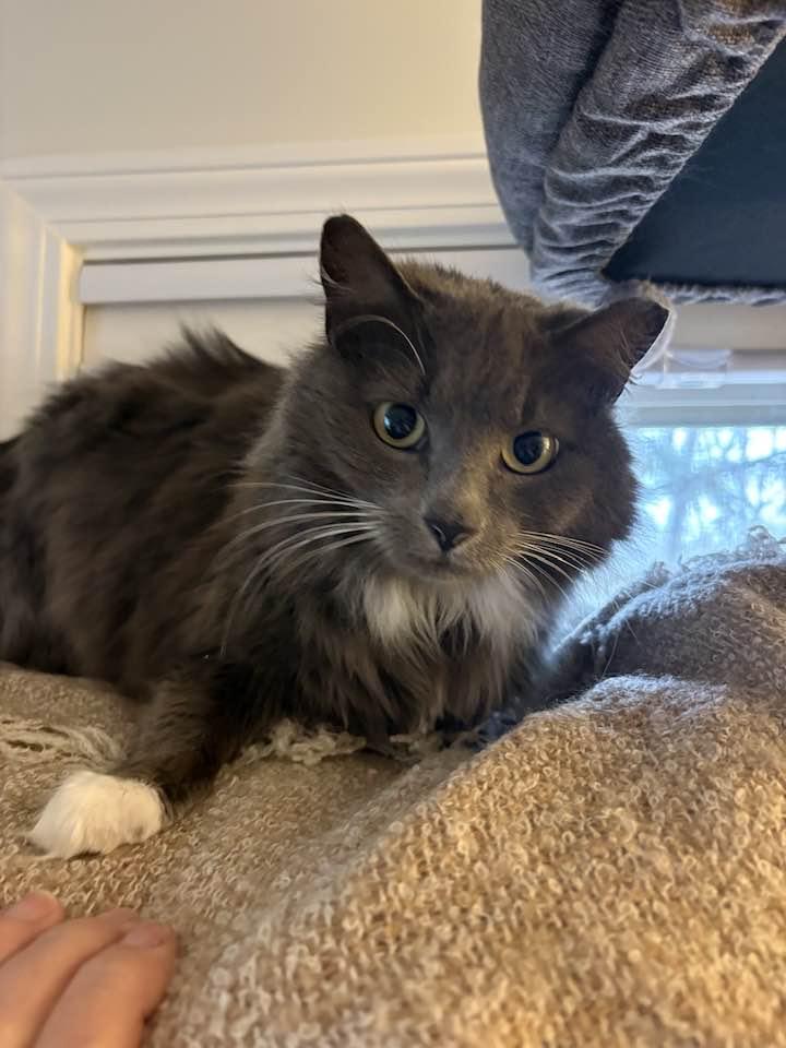 Enlarge Twyla , a ADOPTABLE Domestic Long Hair in Portland, ME image 1/2