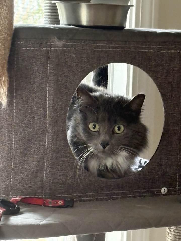 Enlarge Twyla , a ADOPTABLE Domestic Long Hair in Portland, ME image 2/2
