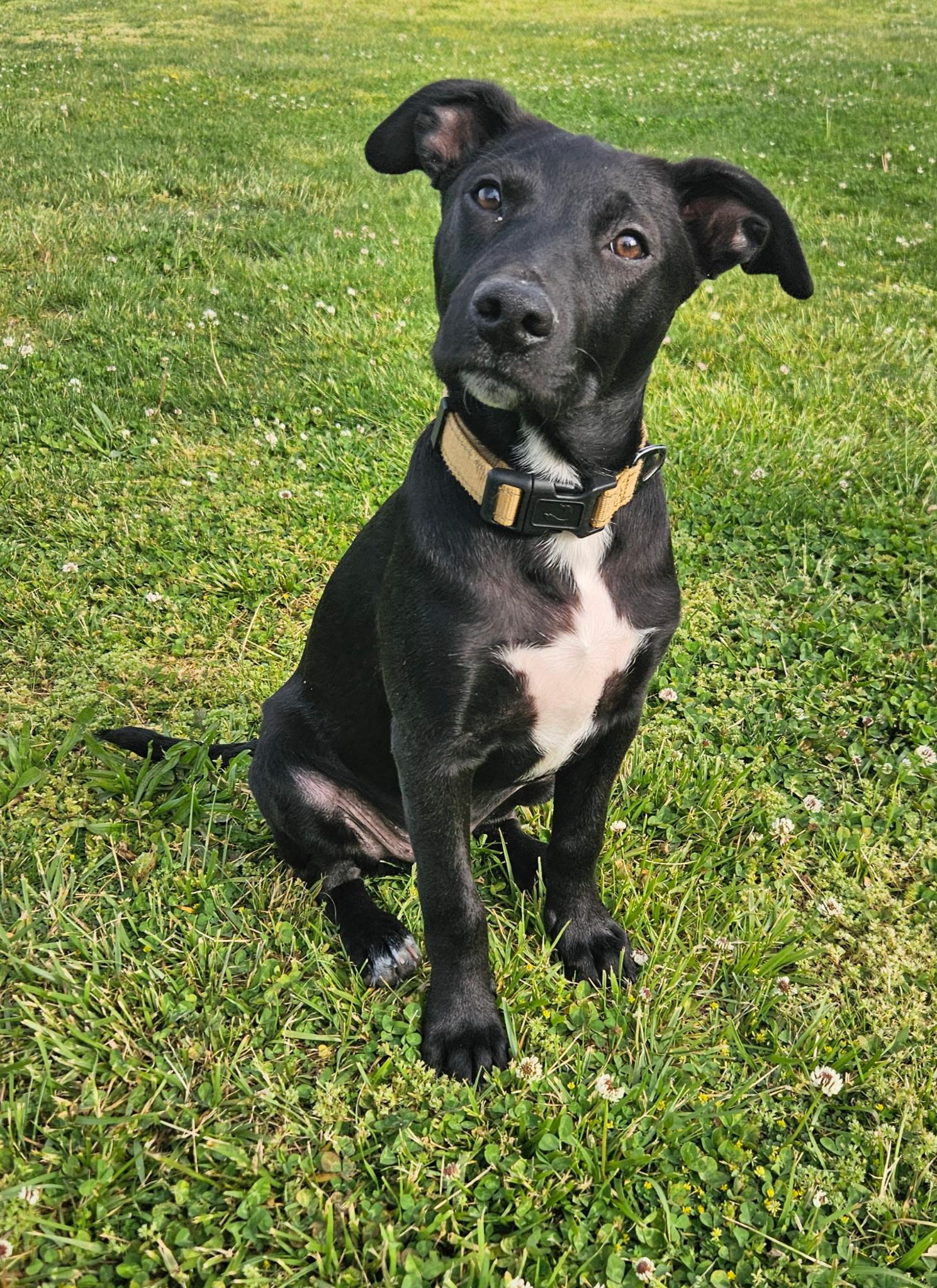 Olaf, a Adoptable mixed breed in Berlin, NJ image 1/3