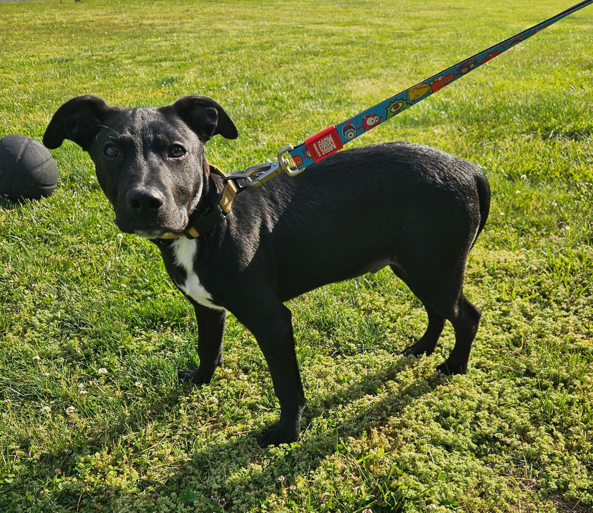 Olaf, a Adoptable mixed breed in Berlin, NJ image 2/3