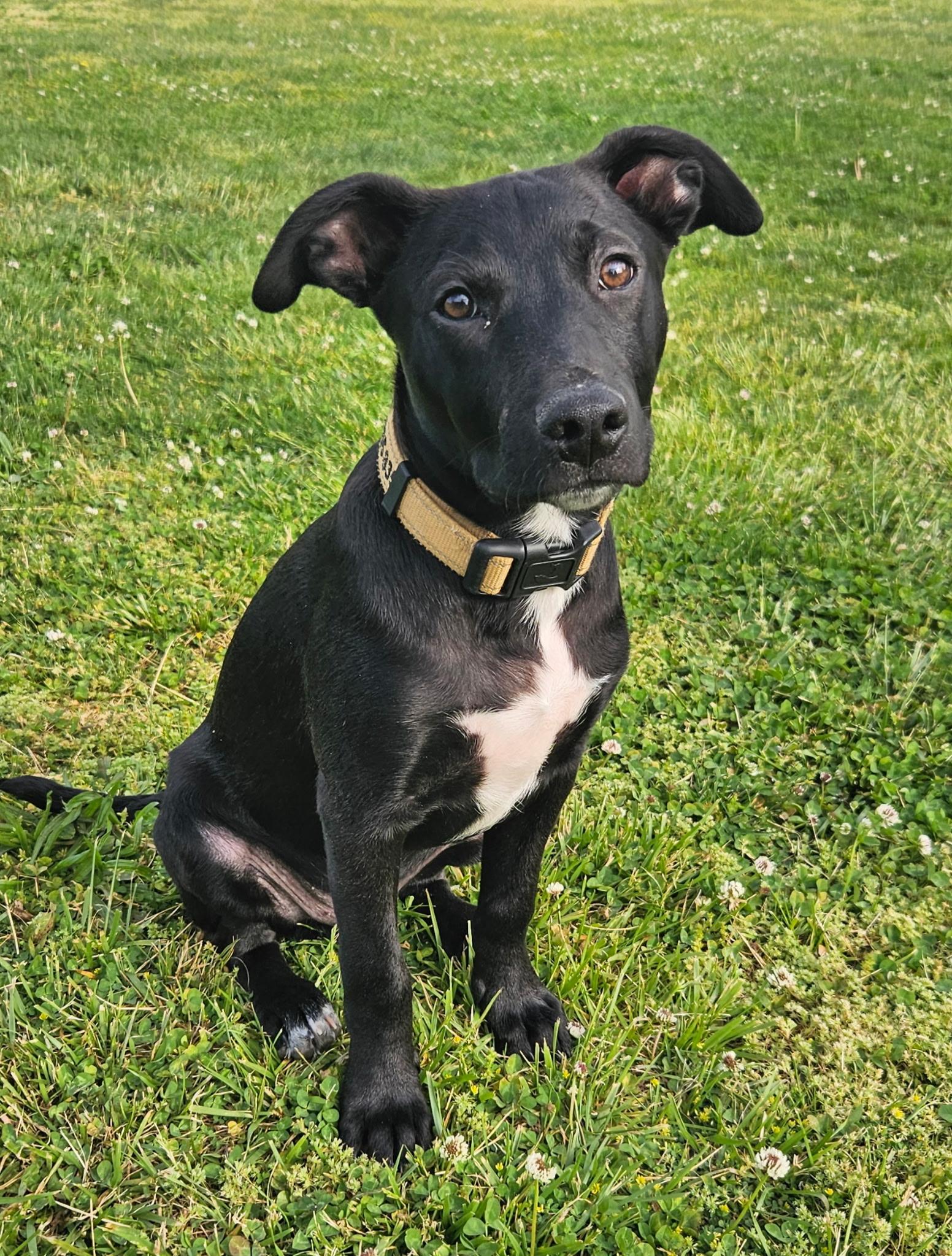 Olaf, a Adoptable mixed breed in Berlin, NJ image 3/3