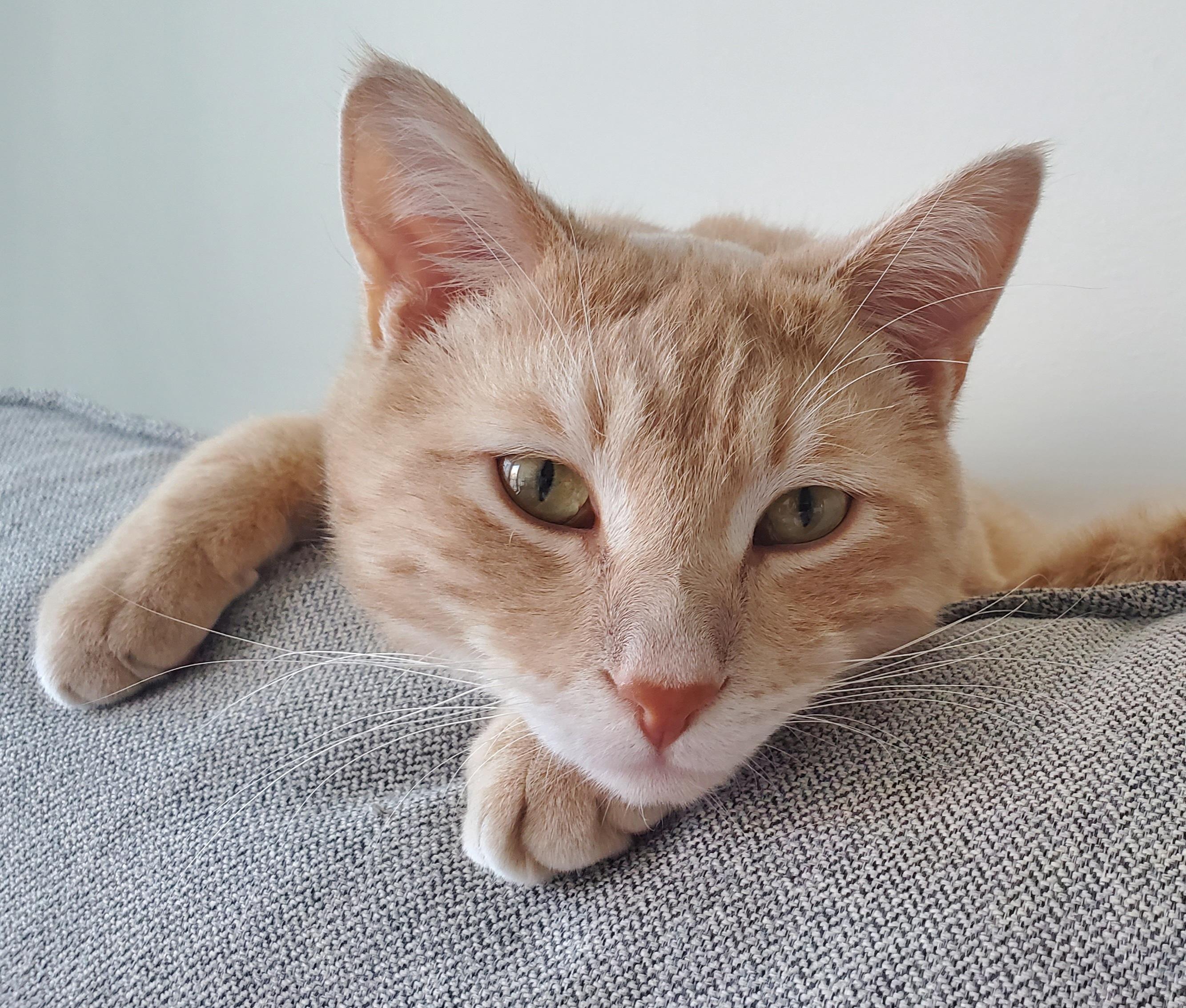 Enlarge Norway, a ADOPTABLE Domestic Short Hair in Calgary, AB image 2/4