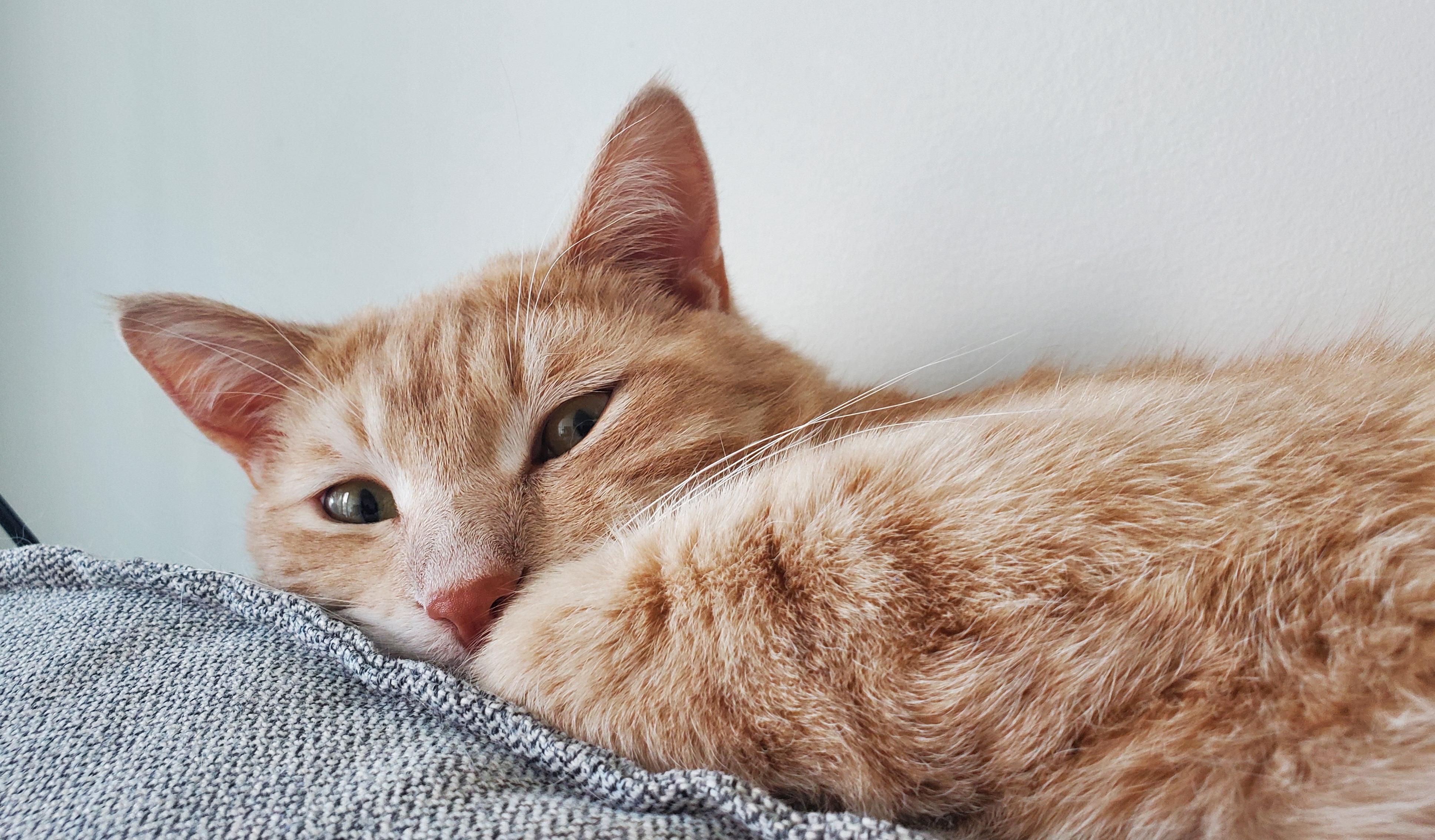 Enlarge Norway, a ADOPTABLE Domestic Short Hair in Calgary, AB image 3/4