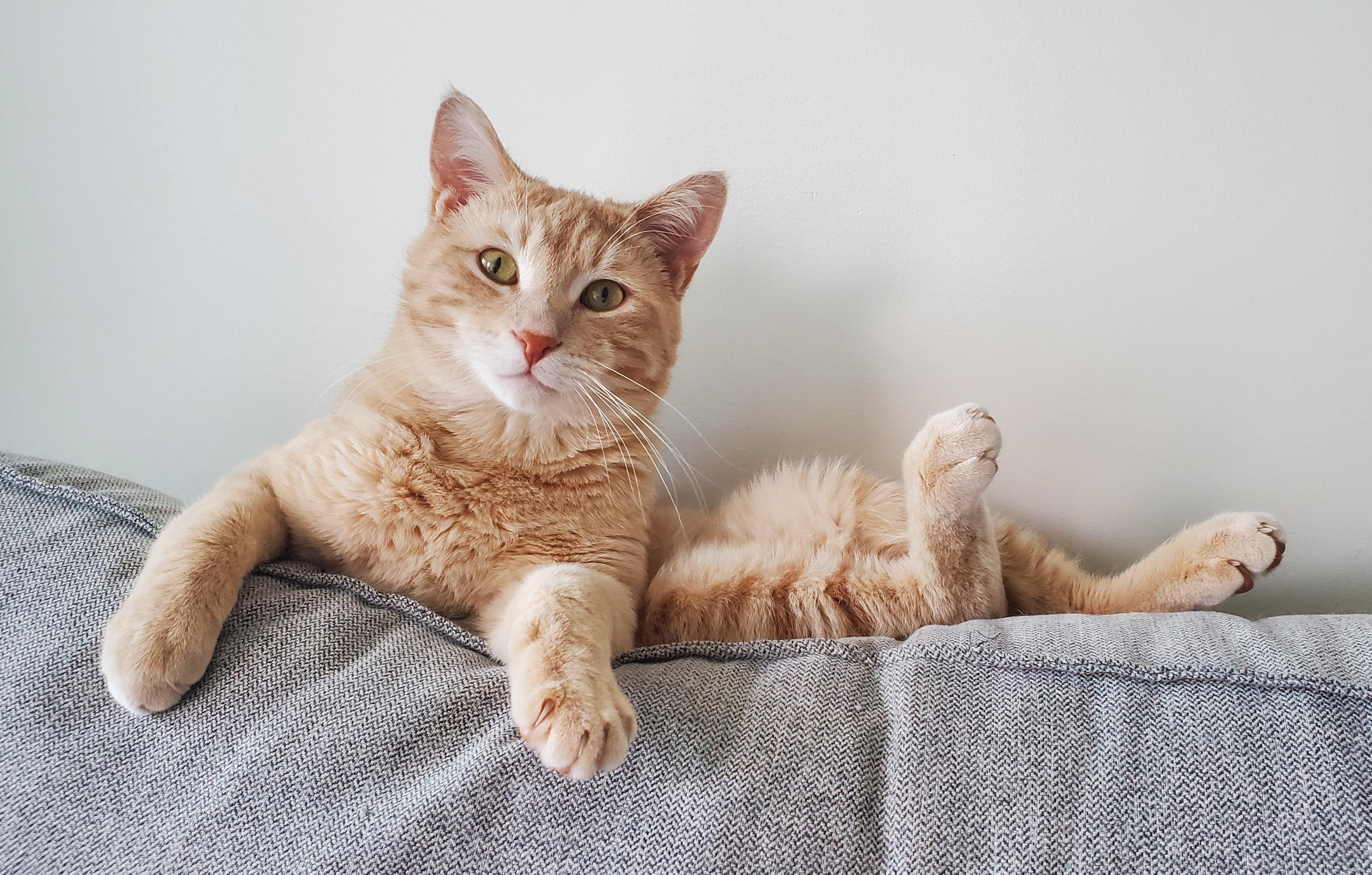 Enlarge Norway, a ADOPTABLE Domestic Short Hair in Calgary, AB image 1/4
