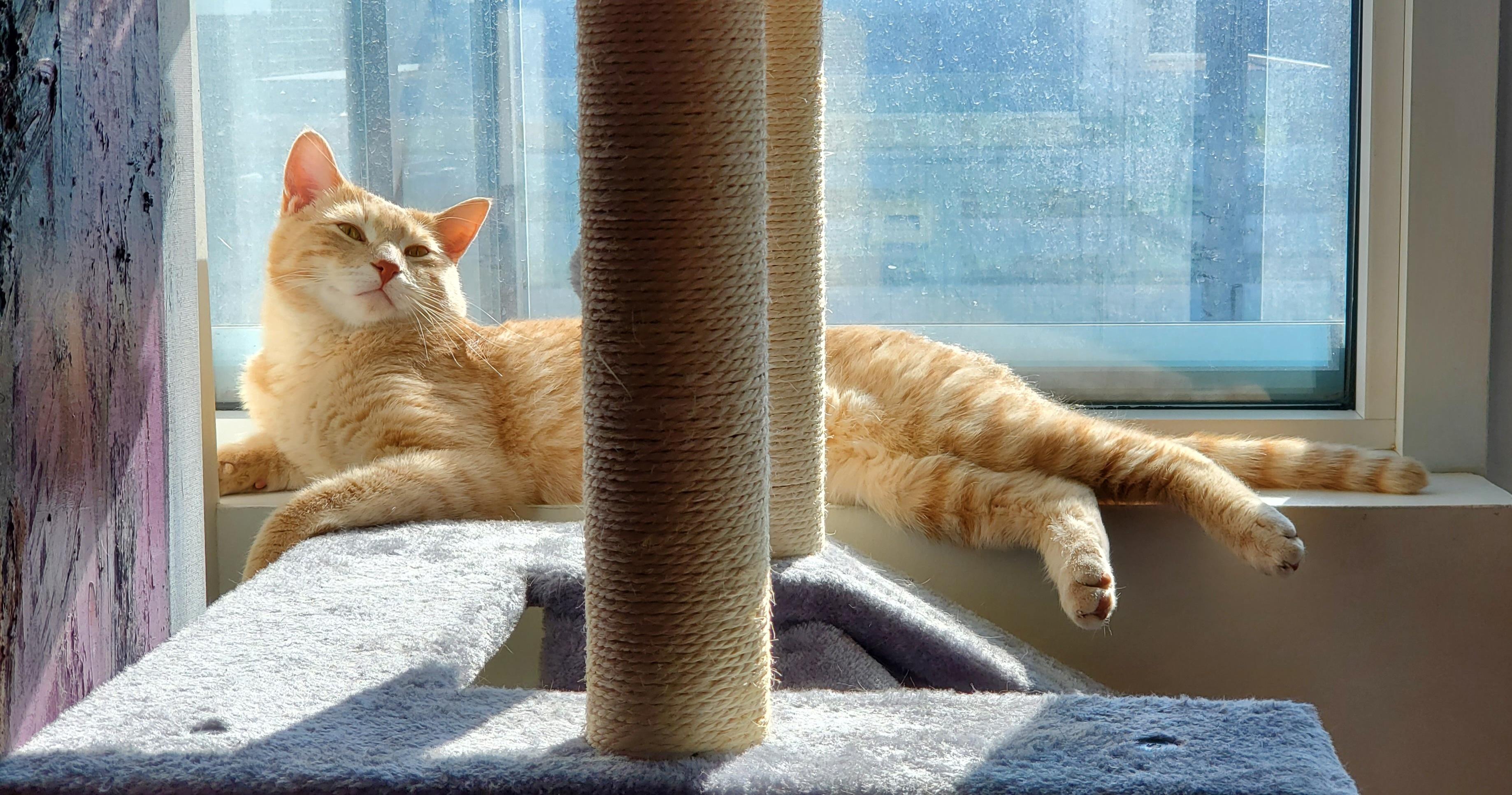 Enlarge Norway, a ADOPTABLE Domestic Short Hair in Calgary, AB image 4/4