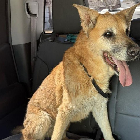 Reegan, ADOPTABLE, Senior Female Mixed Breed & Shepherd.