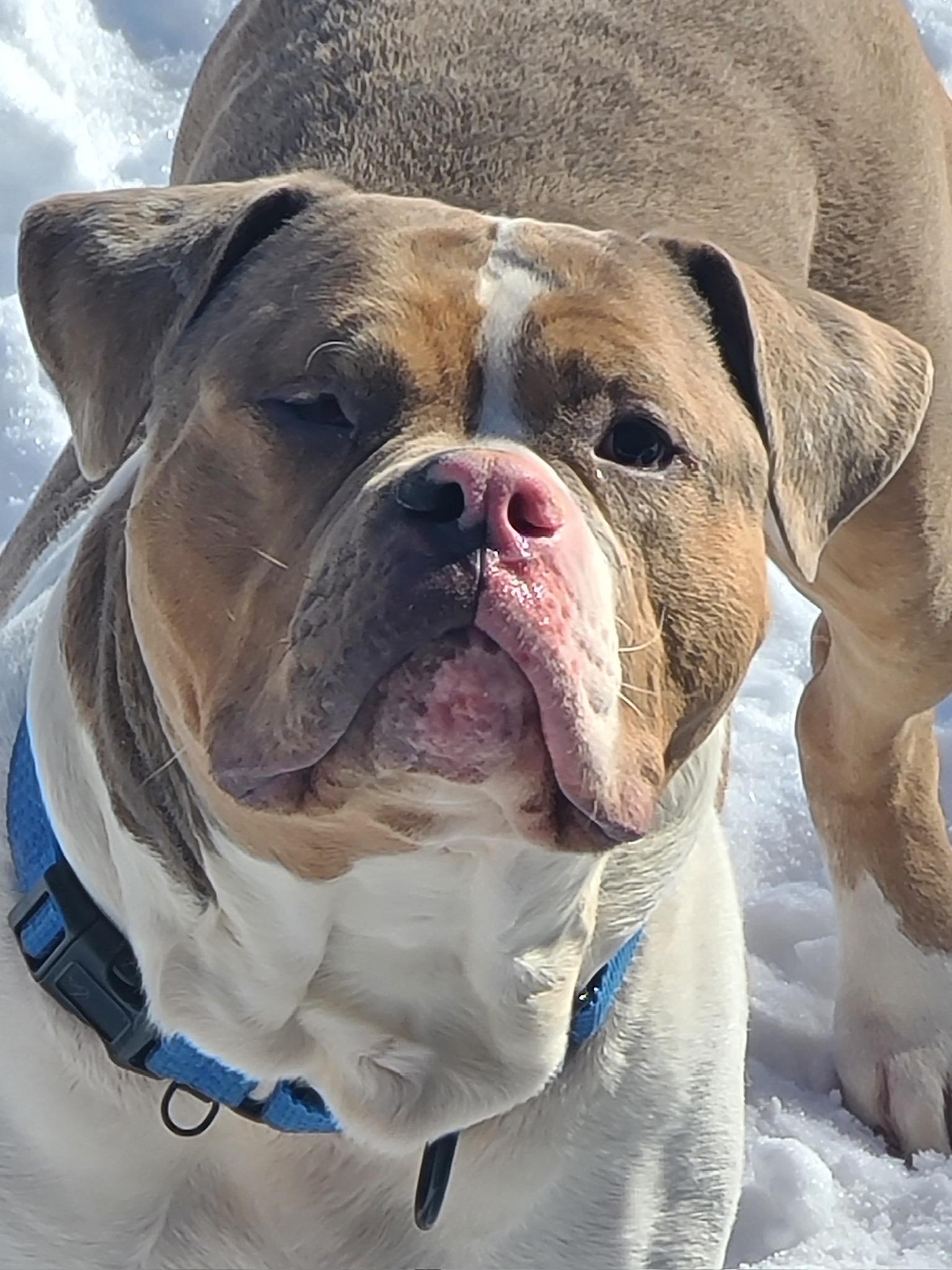 Enlarge Reggie, a Adoptable Mixed Breed in Herndon, VA image 1/4