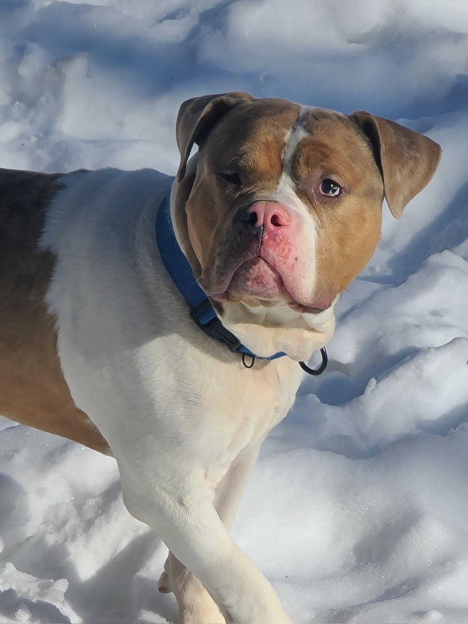 Enlarge Reggie, a Adoptable Mixed Breed in Herndon, VA image 3/4