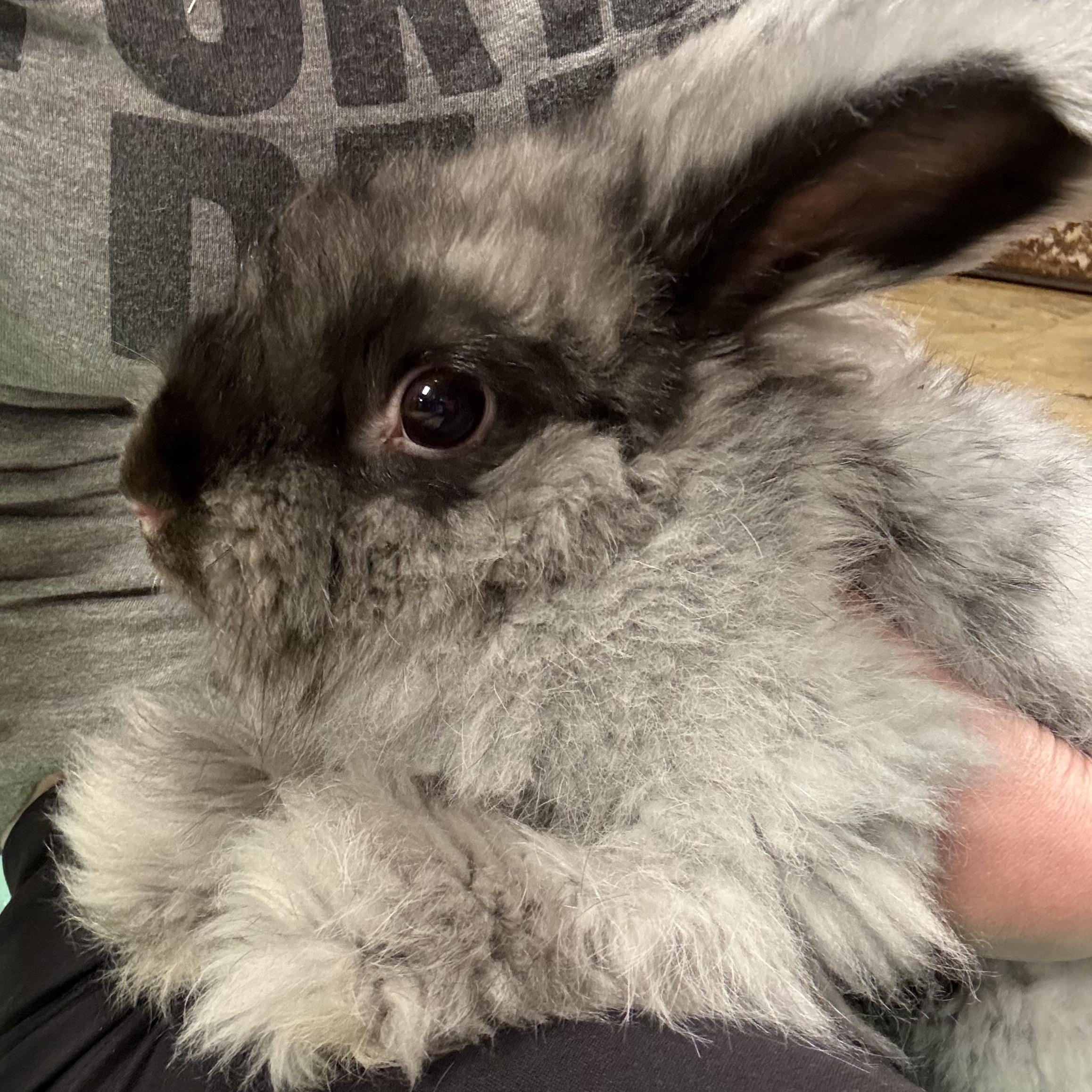 Fennec, a Adoptable Angora Rabbit in Norwalk, CT image 2/2